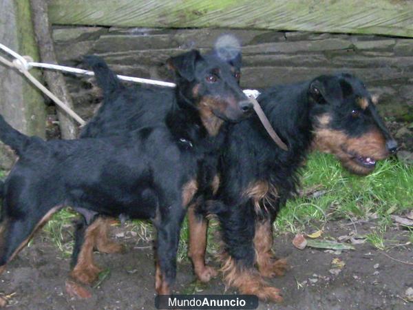 jagd terrier fuertes y cabezones