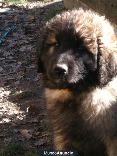 LEONBERGER. EL GUINELL. CADELLS. CACHORROS.