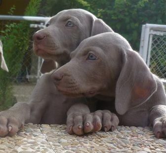 Perrita de Braco de Weimar con Pedigrí