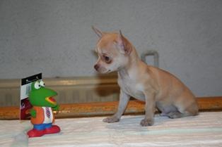 Preciosos Chihuahua miniatura.