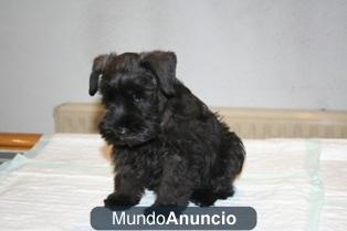 Preciosos Schnauzer nacidos en Madrid.