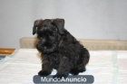 Preciosos Schnauzer nacidos en Madrid. - mejor precio | unprecio.es