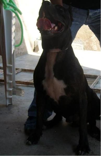 SE OFRECE PARA MONTAS AMERICAN PITT BULL