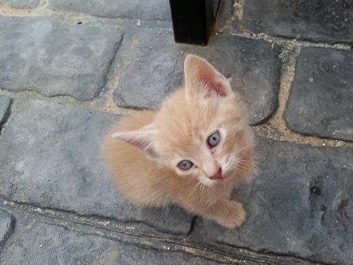 4 GATITOS DE 2 MESES