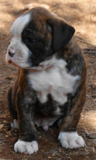 Boxer de gran pureza