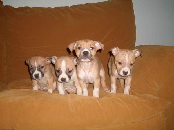 Camada American Staffordshire Terrier lista para entregar