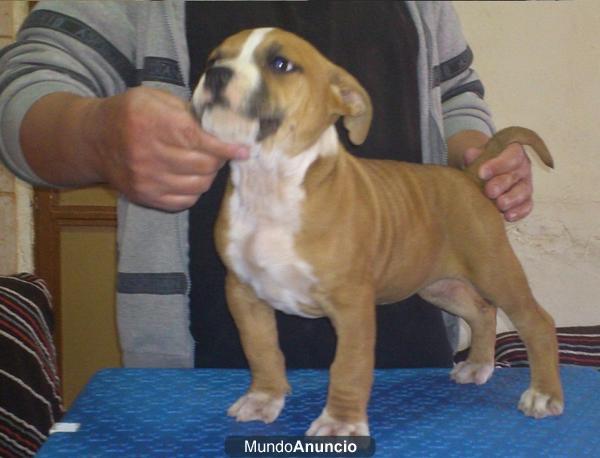 impresionantes cachorros de american stafford, anchos y bajitos