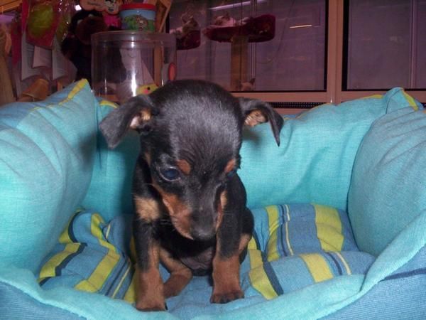 PINSCHER MINI EN VENTA CACHORROS