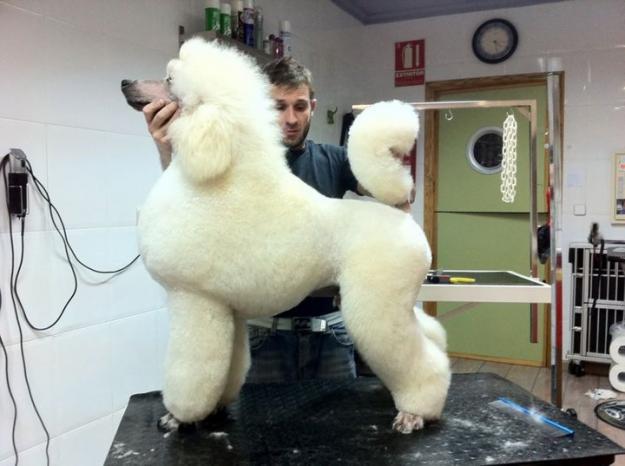 se vende o cambia macho de caniche gigante blanco