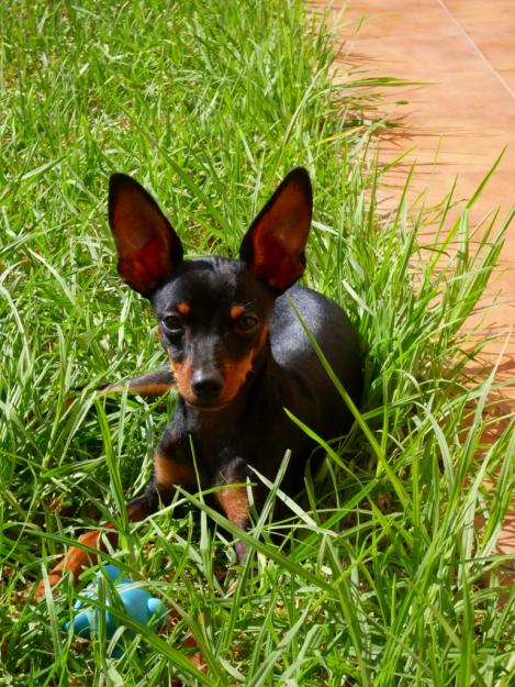 Vendo cachorro de pinscher enano