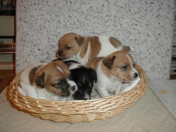 Venta de cachorros jack russel terrier macho/hembra   120