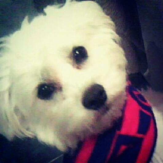 Busco hembra Bichon Maltes para montar