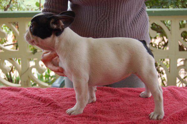 Cachorrita de Bulldog Frances