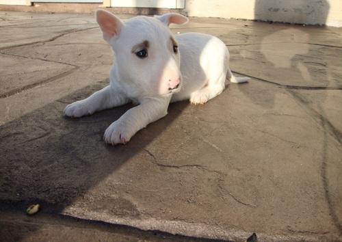 cachorros bull terrier sanos para la venta