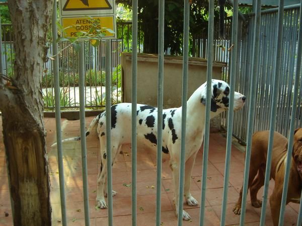 CACHORROS DE DOGO ALEMAN 650