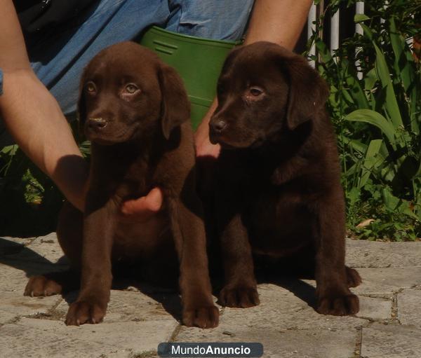 Cachorros Labrador 300€