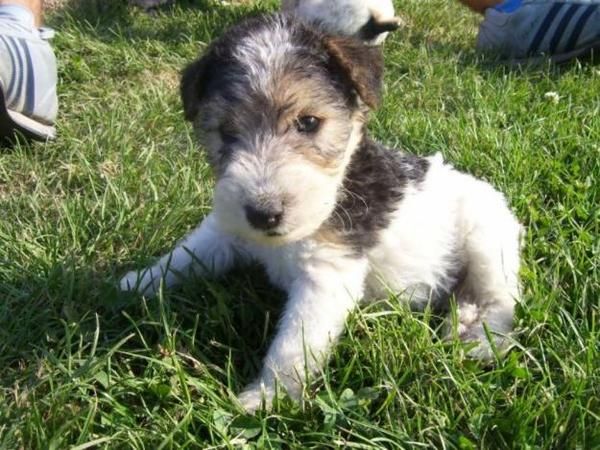 FOX TERRIER MACHOS 250E