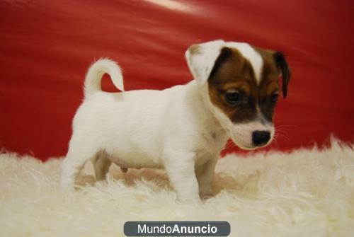 Jack russell terrier con pedigre tienen dos meses¡