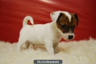 Jack russell terrier con pedigre tienen dos meses¡ - mejor precio | unprecio.es