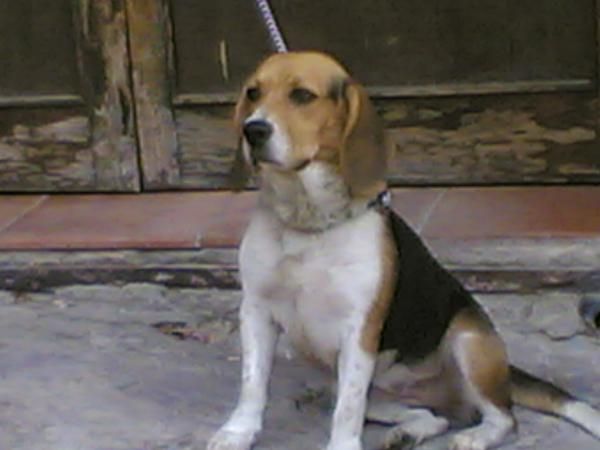 PERDIDA PERRA BEAGLE