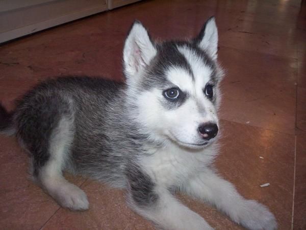 PRECIOSA HEMBRA DE HUSKY SIBERIANO EN VENTA, SUS OJOS TE ENCANTARÁN Y CAUTIVARÁ