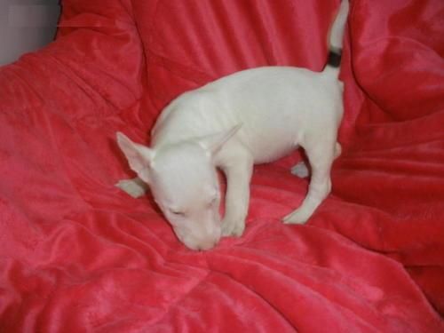 regalo hembra bull terrier , de 10 messe  y medio de edad,