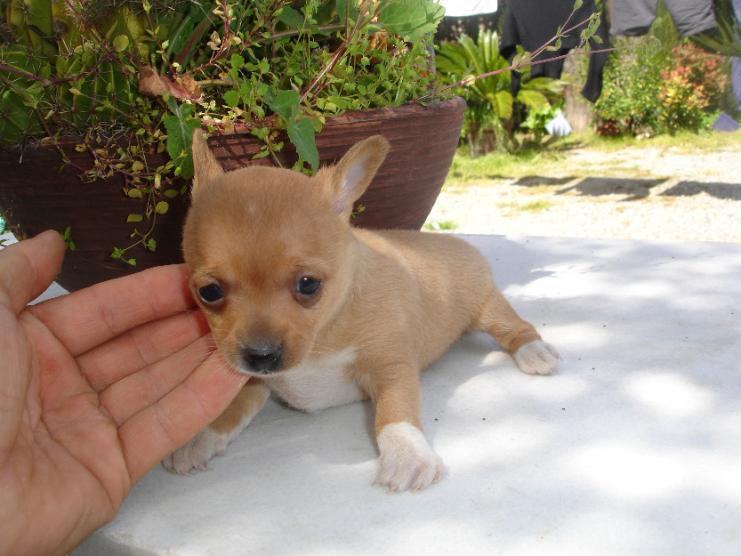 chihuahuas toy mini muy pequeñitos