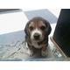 Busco cachorro beagle