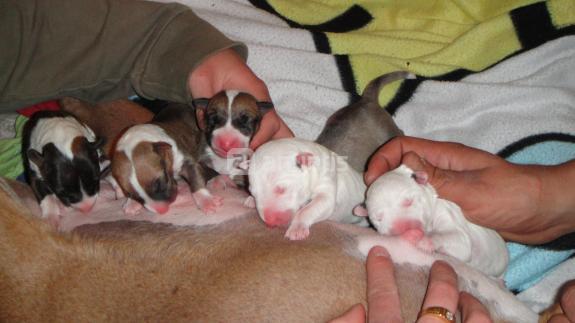 CACHORRO BULL TERRIER EXTANDAR