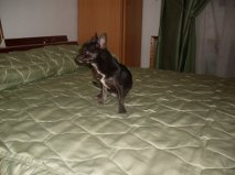 cachorro chihuahua