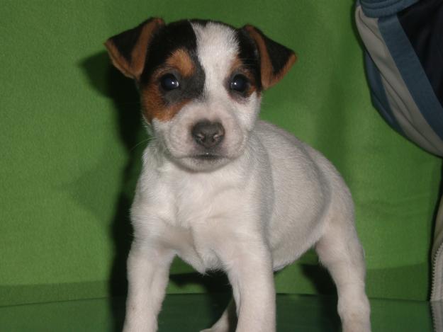 Cachorros de Jack Rusell Terrier