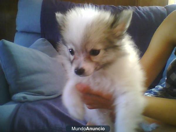 Impresionante cachorrito de pomerania