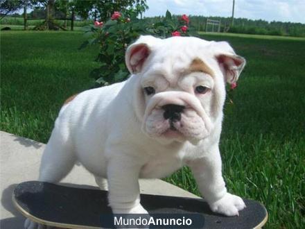 Jugueton Cachorros de Bulldog Ingles muy bonitos (REGALO)