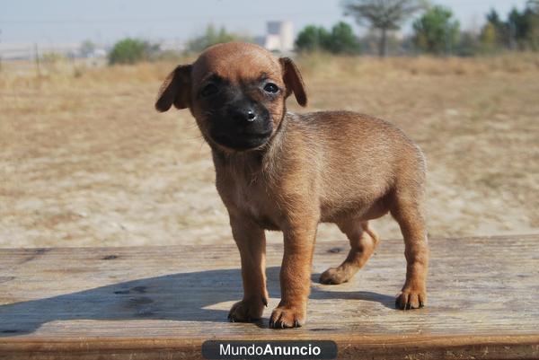 Pinscher miniatura, color Rojo y Negros¡¡ desde 350 euros