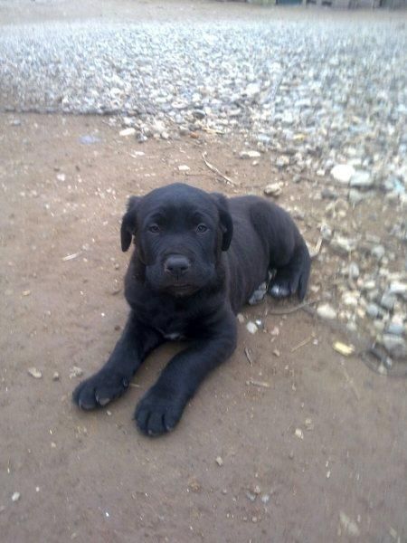 REGALO CACHORRITO PRECIOSO