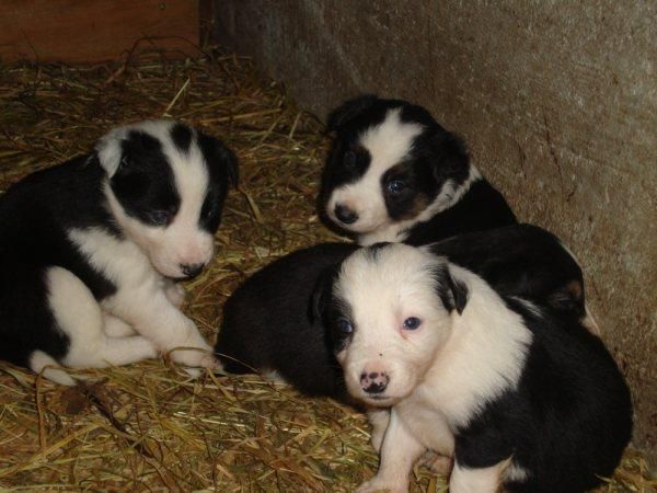 SE VENDEN CACHORROS DE BORDER COLLIE