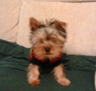 Yorkshire terrier 8 meses - mejor precio | unprecio.es