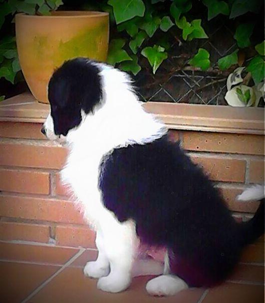 Magníficos  border collie puppies, afijo y pedigrí (LOE) de la RSCE, listos para entregar.