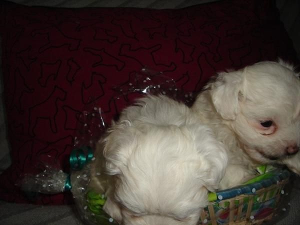 BICHON MALTES Preciosa camada, se entrega a partir de los 2 meses. Somos un criadero que disponemos de