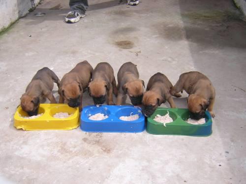 bullmastin  urje  dos cachorros 250e  los dos 400e