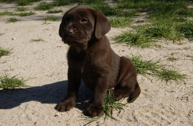 Cachorros Labrador Retriever con pedigree