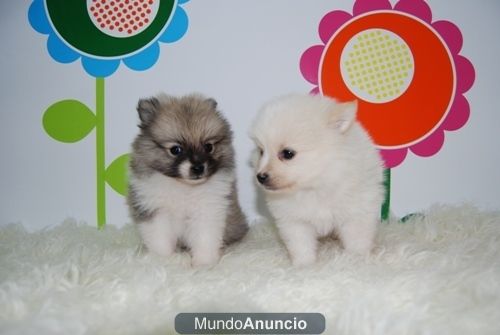 Pomerania Cachorritos Excelentes ( Blancos )