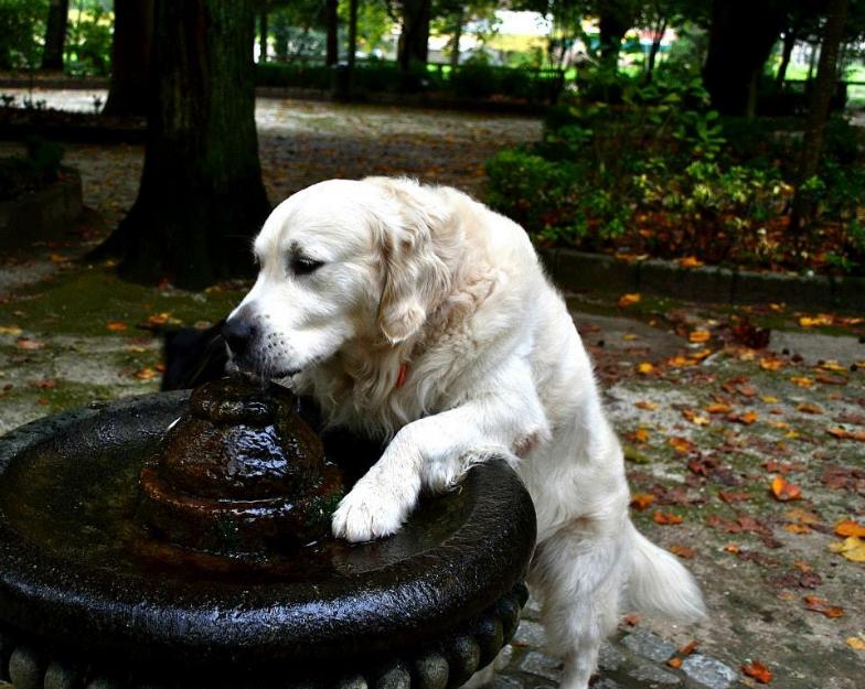 quiero novia para golden retriever