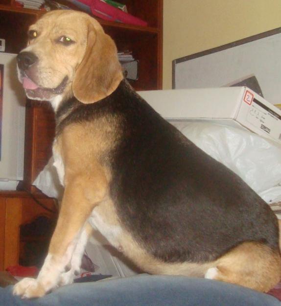 SE VENDE PERRO DE 6 MESES DE EDAD , RAZA BEAGLE ORIGINAL