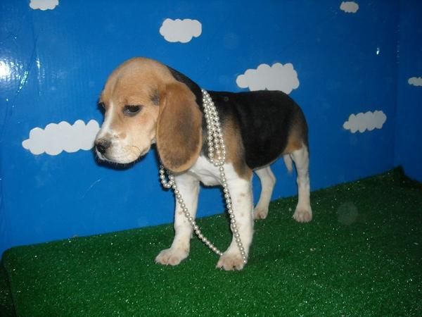 Vendo Cachorretes de BEAGLE -450 - PEDIGRI