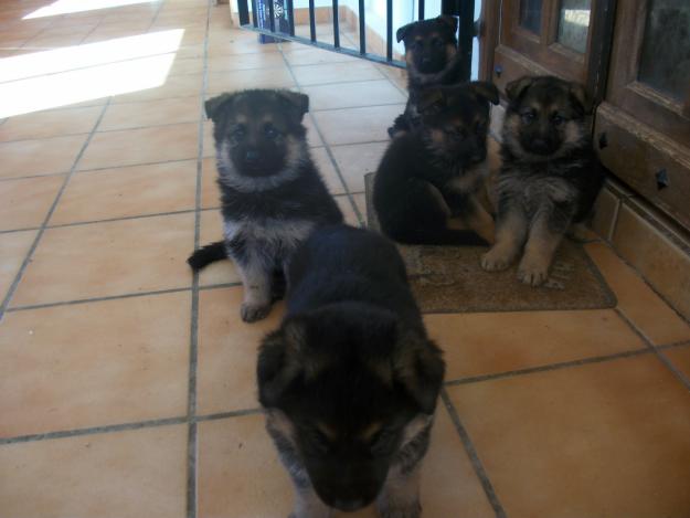 Vendo Cachorros Pastor Aleman