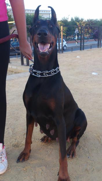 Venta camada doberman de pura raza