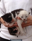 Urge adopción de gatitos - mejor precio | unprecio.es