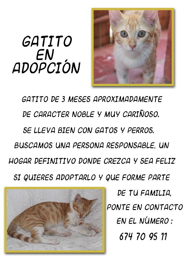 Gattito en adopció