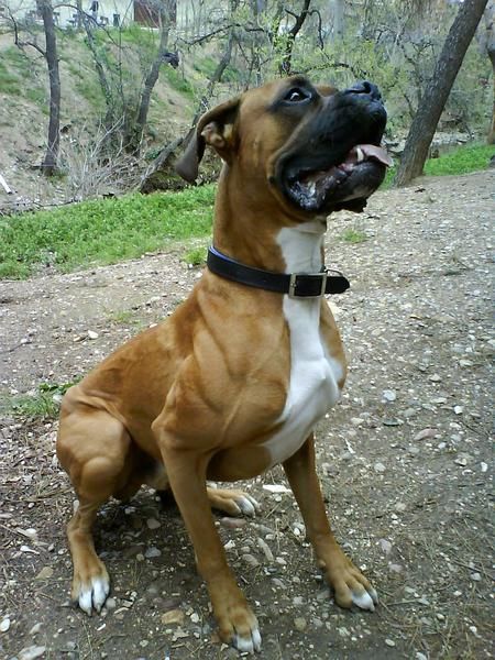 Boxer busca novia